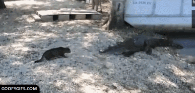 Kedilerin gizli yetenekleri