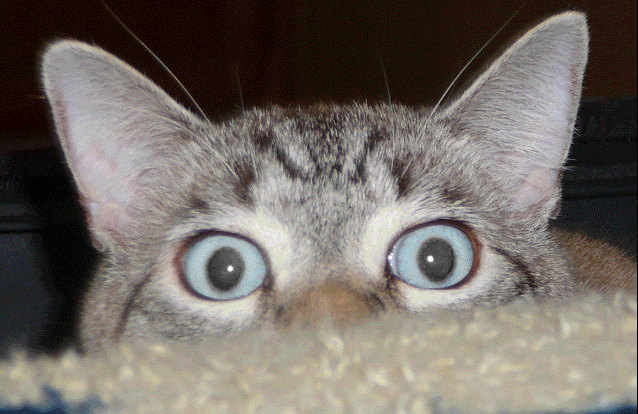 Kedilerin gizli yetenekleri