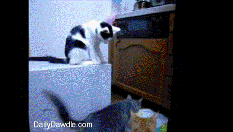 Kedilerin gizli yetenekleri