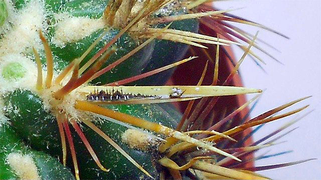 Minyatür yağlı boya çalışmaları ile İstanbul