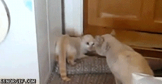 Kedilerin gizli yetenekleri