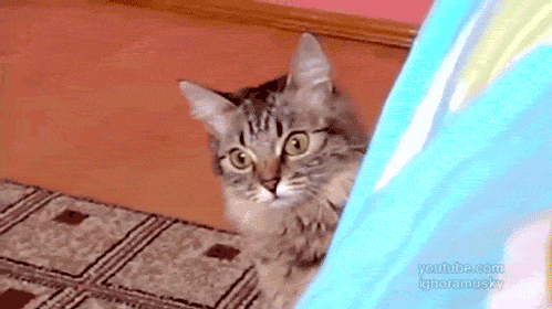 Kedilerin gizli yetenekleri