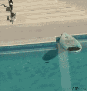 Kedilerin gizli yetenekleri