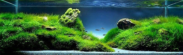 Akvaryumlar sanat eserine dönüşürse