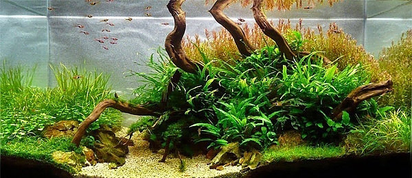 Akvaryumlar sanat eserine dönüşürse