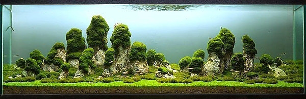 Akvaryumlar sanat eserine dönüşürse