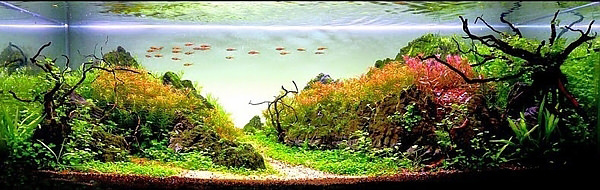 Akvaryumlar sanat eserine dönüşürse