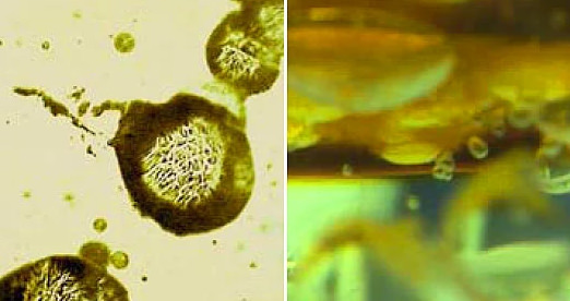 Dünya hakkında pek bilinmeyen gerçekler