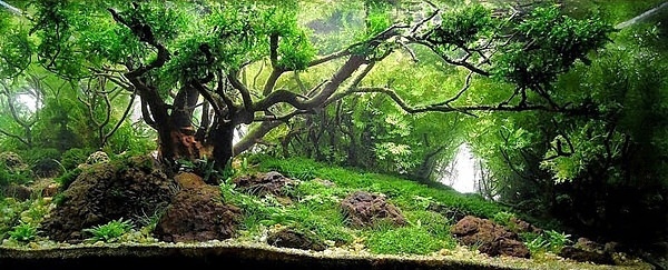 Akvaryumlar sanat eserine dönüşürse