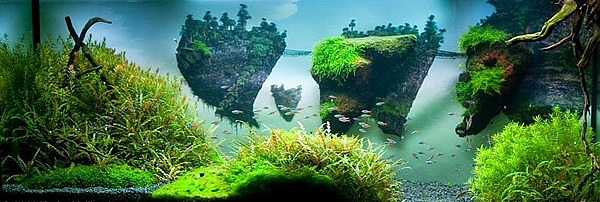 Akvaryumlar sanat eserine dönüşürse