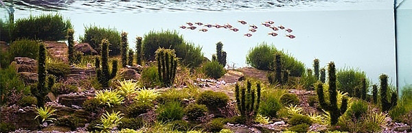 Akvaryumlar sanat eserine dönüşürse