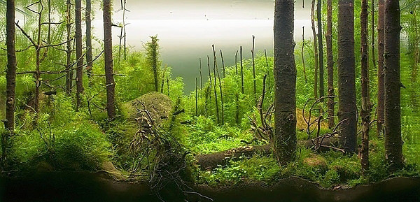 Akvaryumlar sanat eserine dönüşürse