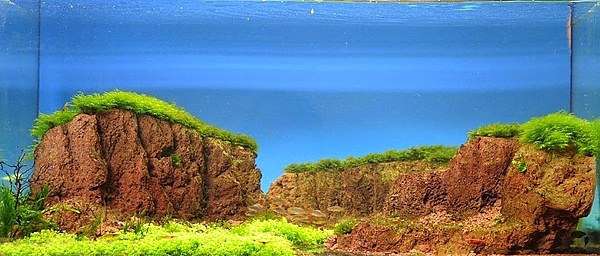 Akvaryumlar sanat eserine dönüşürse