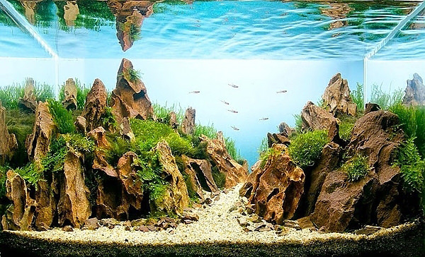 Akvaryumlar sanat eserine dönüşürse