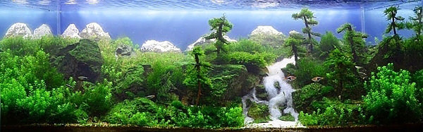 Akvaryumlar sanat eserine dönüşürse