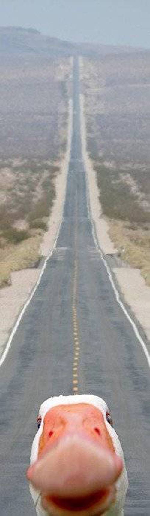 Bunlara kim hayır diyebilir?