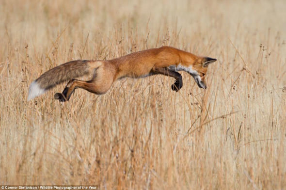 Ödüllü vahşi doğa fotoğrafları