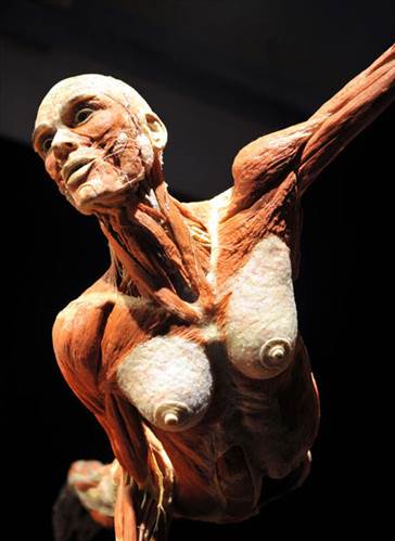 Plastinasyon vücutlar nasıl hazırlanıyor?