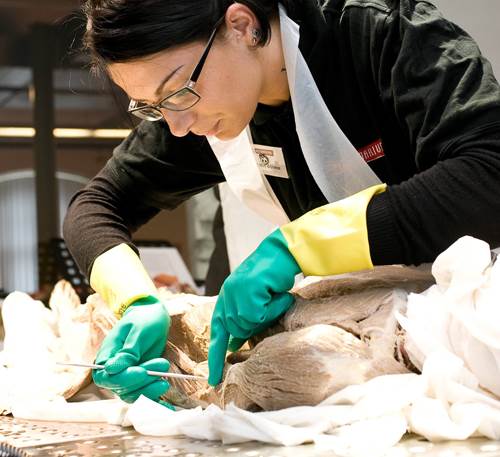 Plastinasyon vücutlar nasıl hazırlanıyor?