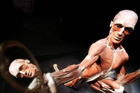 Plastinasyon vücutlar nasıl hazırlanıyor?