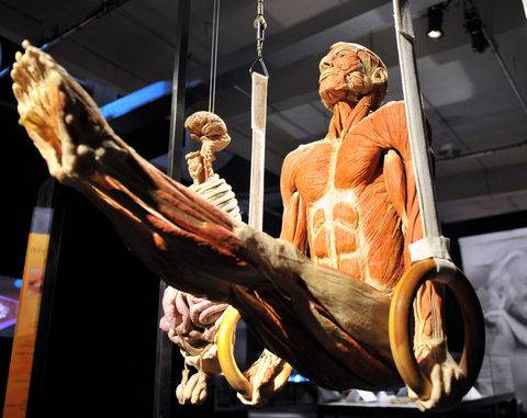 Plastinasyon vücutlar nasıl hazırlanıyor?