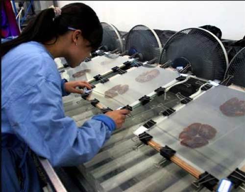 Plastinasyon vücutlar nasıl hazırlanıyor?