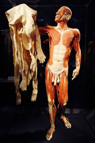 Plastinasyon vücutlar nasıl hazırlanıyor?