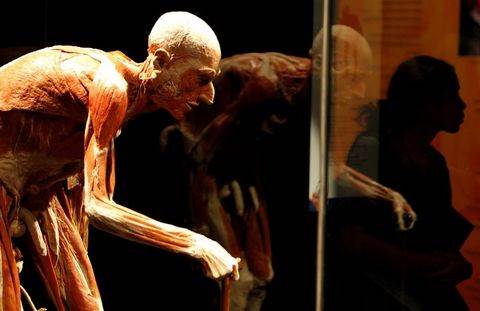Plastinasyon vücutlar nasıl hazırlanıyor?