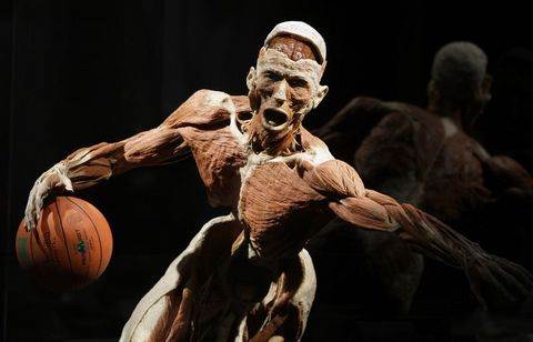 Plastinasyon vücutlar nasıl hazırlanıyor?