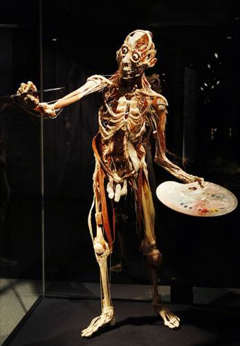 Plastinasyon vücutlar nasıl hazırlanıyor?