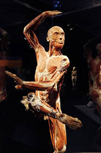 Plastinasyon vücutlar nasıl hazırlanıyor?