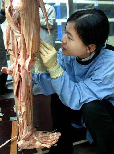 Plastinasyon vücutlar nasıl hazırlanıyor?