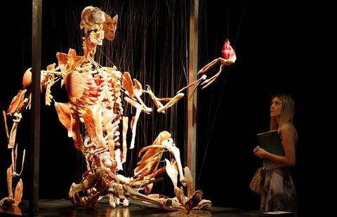 Plastinasyon vücutlar nasıl hazırlanıyor?