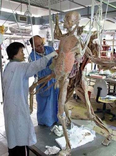 Plastinasyon vücutlar nasıl hazırlanıyor?