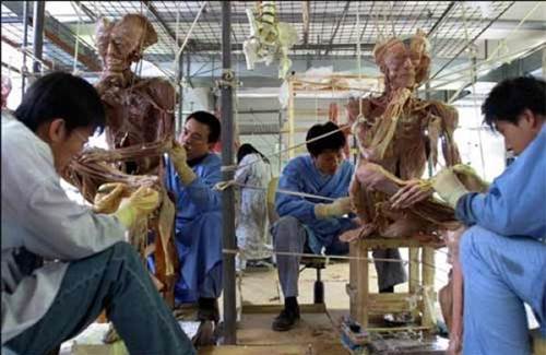 Plastinasyon vücutlar nasıl hazırlanıyor?