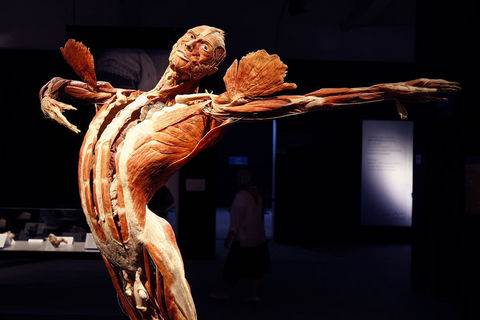 Plastinasyon vücutlar nasıl hazırlanıyor?