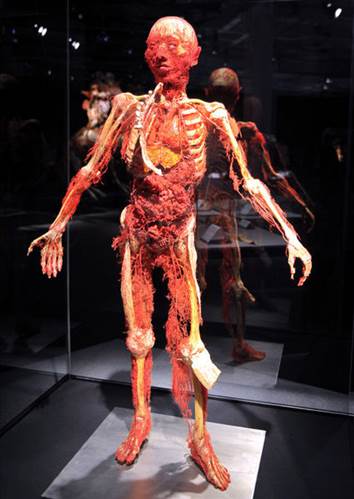 Plastinasyon vücutlar nasıl hazırlanıyor?