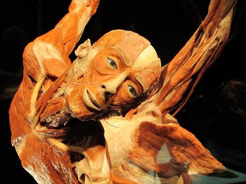 Plastinasyon vücutlar nasıl hazırlanıyor?