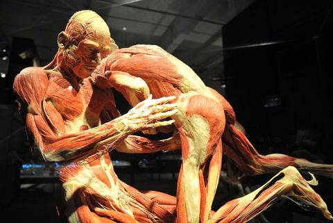 Plastinasyon vücutlar nasıl hazırlanıyor?