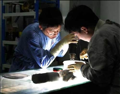 Plastinasyon vücutlar nasıl hazırlanıyor?