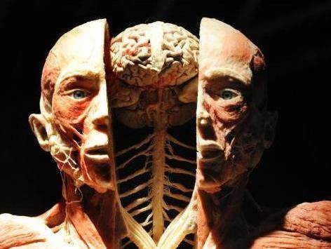 Plastinasyon vücutlar nasıl hazırlanıyor?