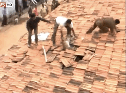 Leoparın orada ne işi var?