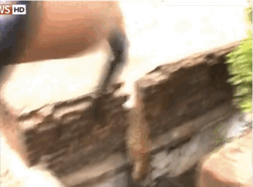 Leoparın orada ne işi var?