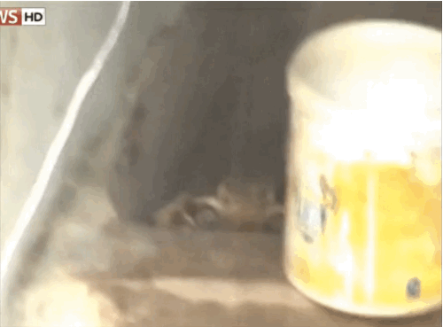 Leoparın orada ne işi var?