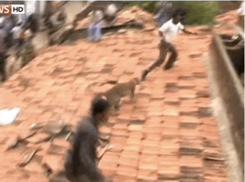 Leoparın orada ne işi var?