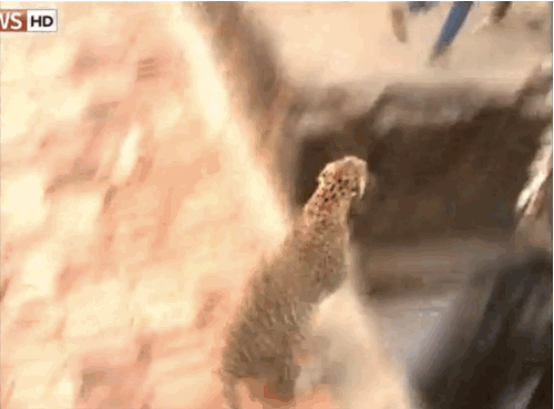 Leoparın orada ne işi var?