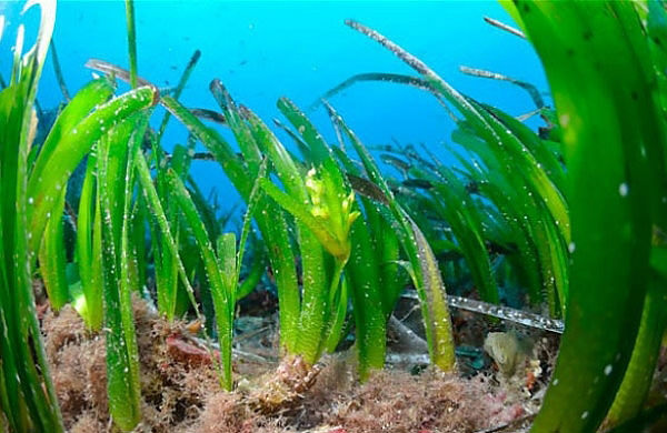 Dünyanın en yaşlı 10 canlısı