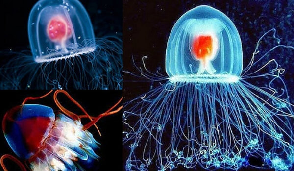 Dünyanın en yaşlı 10 canlısı