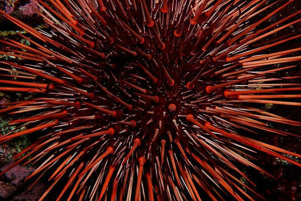 Dünyanın en yaşlı 10 canlısı