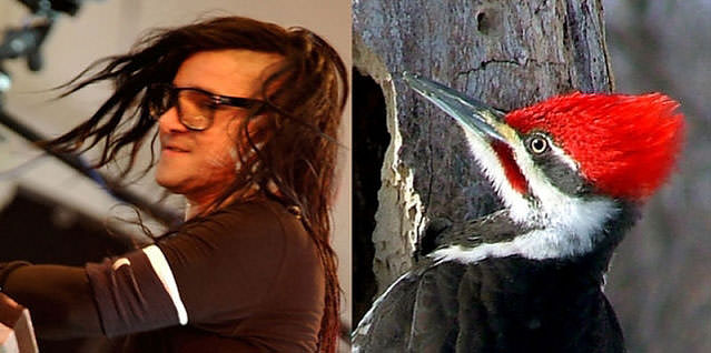 Ünlüler kuş olsalar